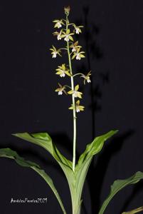 Calanthe graciliflora