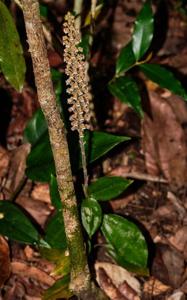 Hetaeria affinis