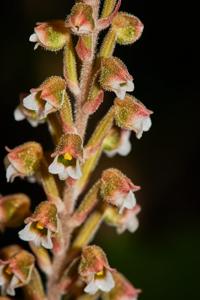 Hetaeria affinis