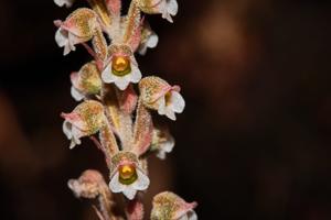 Hetaeria affinis