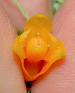 Dendrobium nothofagicola