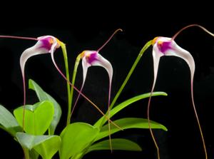 Masdevallia gilbertoi