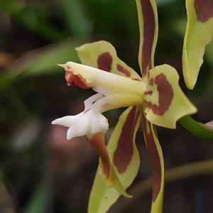 Oncidium mirandum