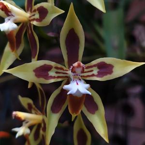 Oncidium mirandum