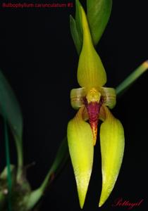 Bulbophyllum amplebracteatum subsp. carunculatum