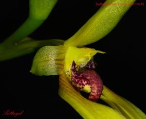 Bulbophyllum amplebracteatum subsp. carunculatum