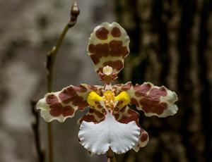 Trichocentrum jonesianum