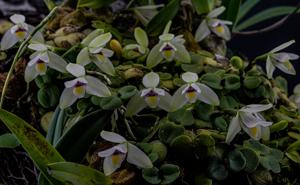 Constantia rupestris