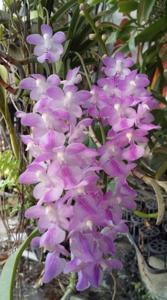 Aerides krabiensis