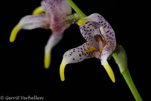 Masdevallia pachyura