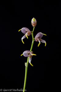 Masdevallia pachyura