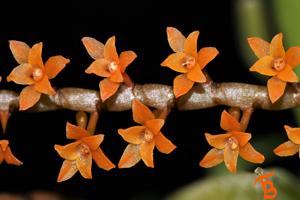 Aerangis hariotiana