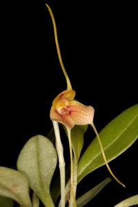 Masdevallia pteroglossa