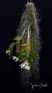 Dendrobium platygastrium