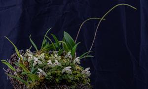 Constantia rupestris