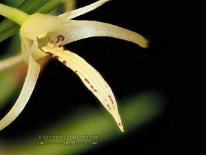 Dendrobium crenulatum