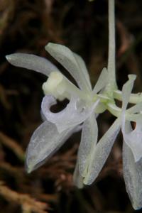 Seegeriella pinifolia