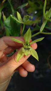 Coelogyne brachyptera