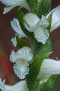 Spiranthes cernua