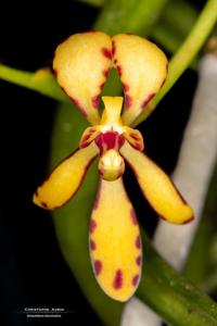 Renanthera histrionica