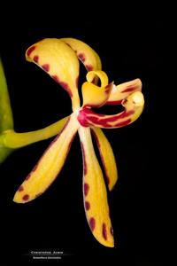 Renanthera histrionica