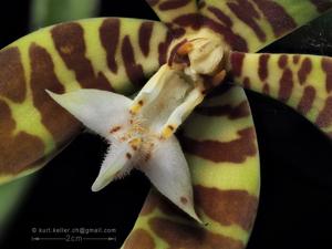 Trichoglottis fasciata