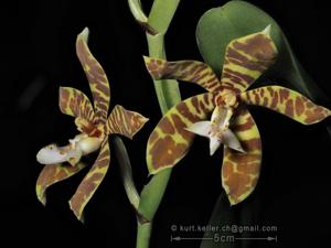 Trichoglottis fasciata