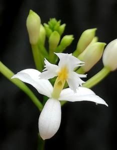 Epidendrum secundum