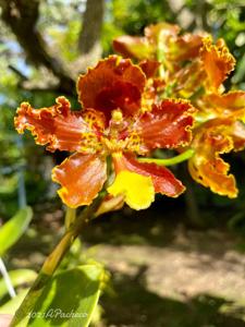 Otoglossum chiriquense