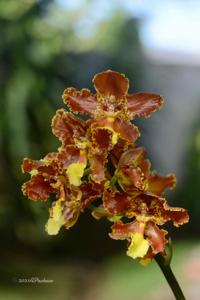 Otoglossum chiriquense