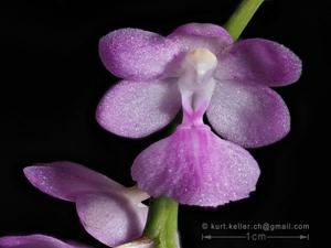 Aerides krabiensis