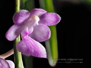 Aerides krabiensis