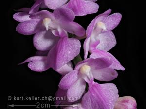 Aerides krabiensis