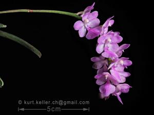 Aerides krabiensis