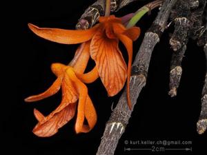 Dendrobium dickasonii