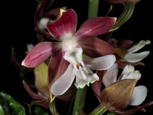 Calanthe discolor