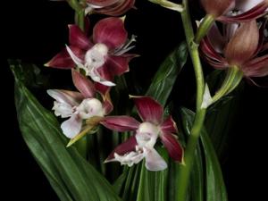 Calanthe discolor