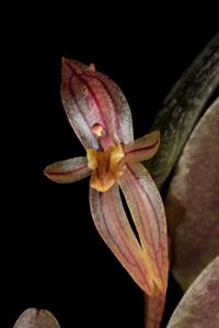 Pleurothallopsis striata