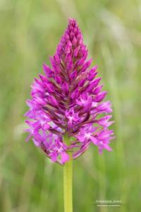 Anacamptis pyramidalis