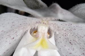 Paphiopedilum niveum