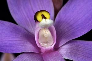 Thelymitra megacalyptra