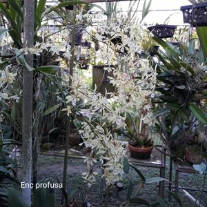 Encyclia profusa