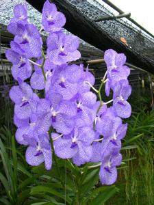 Vanda coerulea