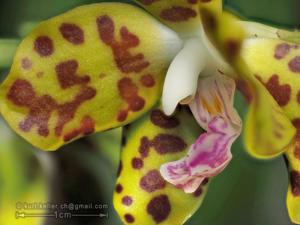 Phalaenopsis hygrochila