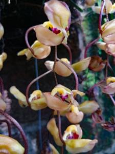 Gongora amparoana