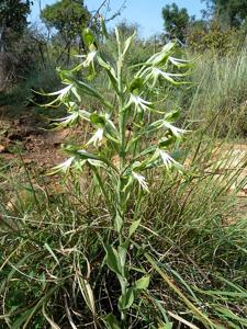 Bonatea steudneri