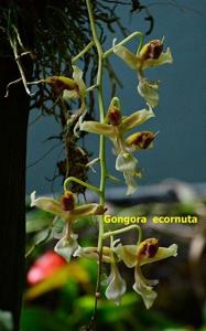 Gongora portentosa