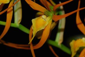 Brassia glumacea