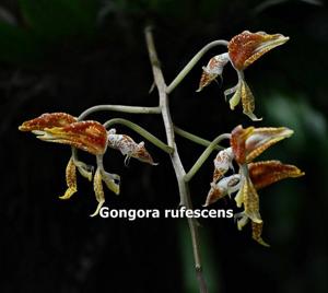 Gongora rufescens