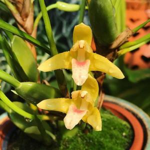 Maxillaria tenuifolia